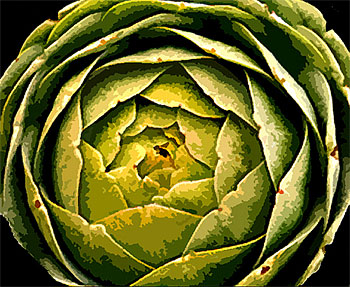 Artichoke Heart