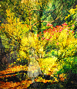 Wooded trail