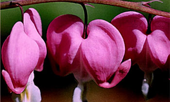 Bleeding Hearts