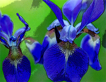 Siberian Irises