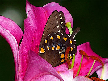 Butterfly in a flower