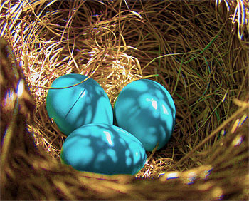 Blue eggs