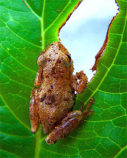 Frog on leaf