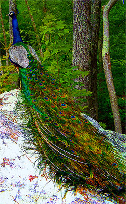 Peacock